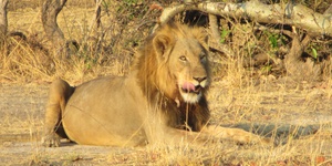 7 Nights Zambia Safari Adventures and Save US$900