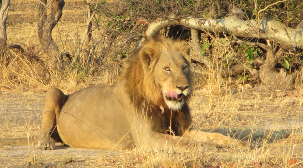Zambia's Big 5 safari