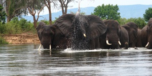 Lower Zambezi Safari